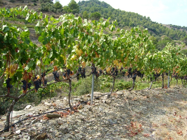  Vigneti della cantina 